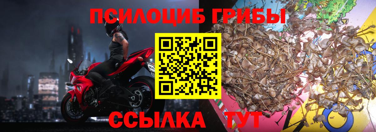 Псилоцибиновые грибы мицелий Кострома
